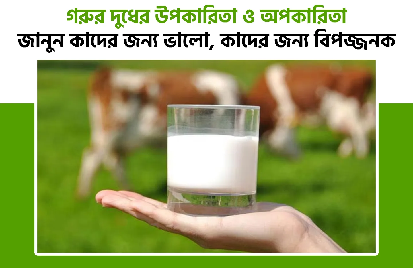 গরুর দুধের উপকারিতা ও অপকারিতা